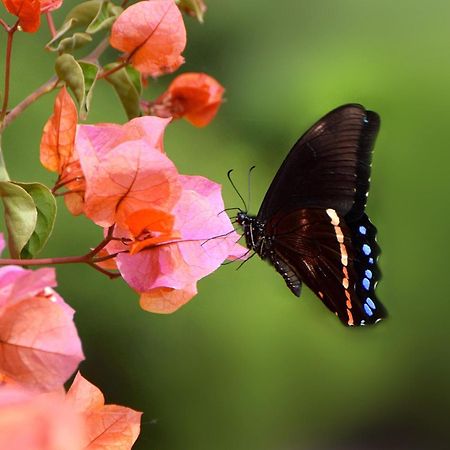Justfor2 Villa Wildernis Buitenkant foto